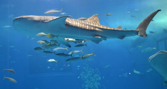 ジンベイザメの見られる水族館 沖縄美ら海水族館 海遊館 お役立ち情報研究所